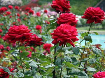 Какие выбрать розы корнесобственные или привитые