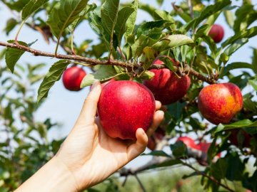 Что необходимо знать при выборе сладких сортов яблонь?