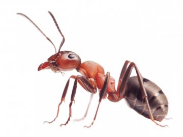 Описание и вред от муравьев