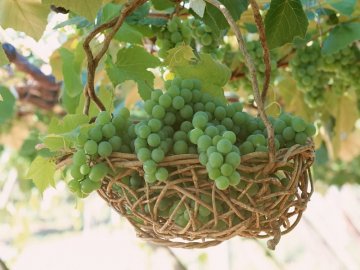 Уход за виноградом весной 
