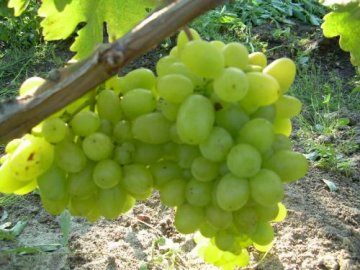 Другие популярные сорта столового винограда
