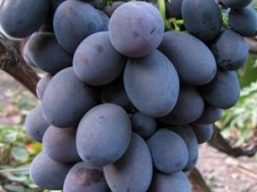 Общая информация о винограде 