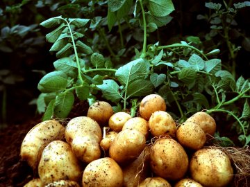 Характеристика клубня картофеля 