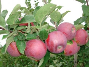 Описание плодов и дерева