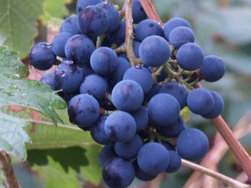Внешний вид винограда и особенности
