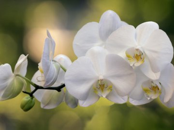 Уход за орхидеей во время цветения