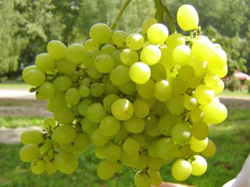 Описание сорта винограда, его преимущества