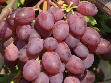 Описание и преимущества сорта винограда Виктория