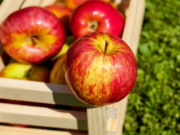 Какие сорта яблонь лучше сажать в подмосковье