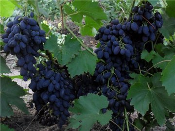 Характеристика винограда Викинг 