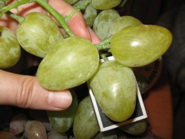 Общая информация о сорте винограда Монарх 