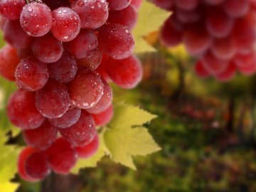 Рекомендации для начинающих виноградарей 