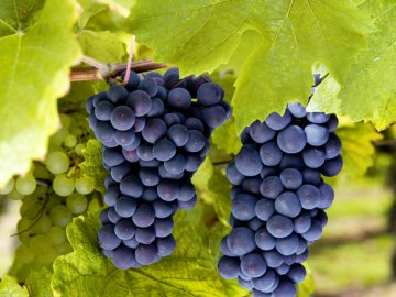 Выбор лучших сортов винограда для выращивания