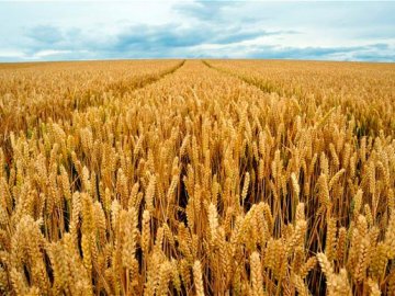 Выращивание озимой пшеницы
