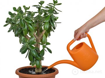 Как правильно ухаживать за растением 