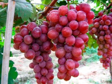 Особенности винограда