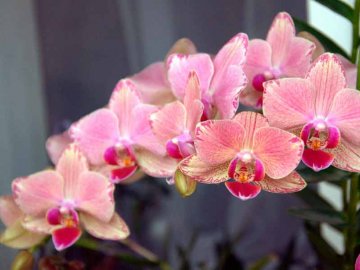 Орхидея – описание цветка