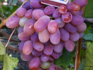 Отзывы о винограде