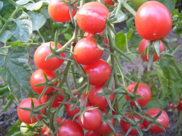 Характеристика томатов сорта Шалун