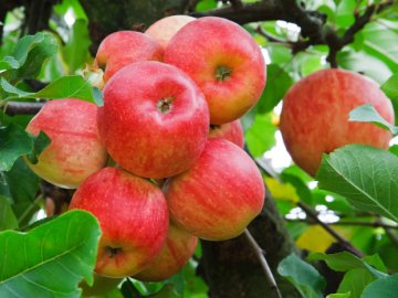 Какие сорта яблонь стоит посадить 