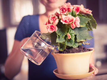 Можно ли поливать цветы сладкой водой
