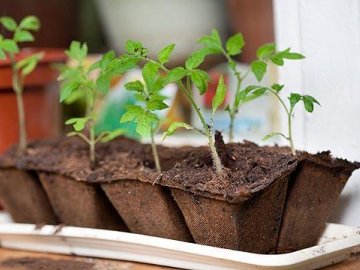 Выращивание рассады томата