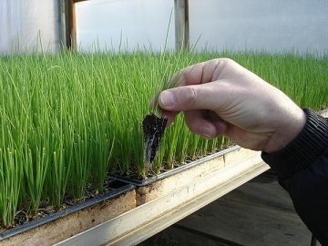Выращивание зеленого лука из семян