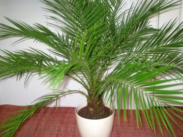 Финиковая пальма 
