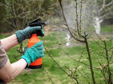 Как защитить плодовые деревья от болезней и насекомых 