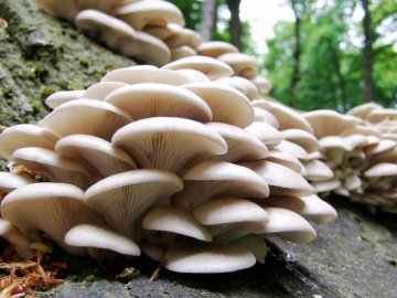 Полезные советы о выращивании грибов 