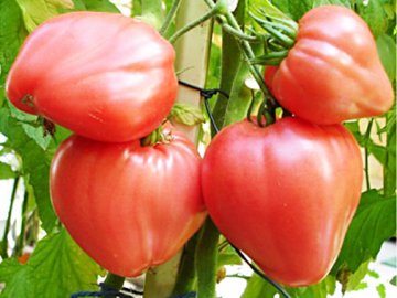Какой сорт томатов предпочтительнее выбрать?