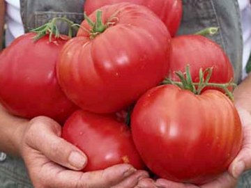 Фитофтороустойчивые сорта томатов
