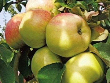 Описание сорта яблони Богатырь