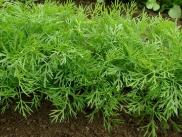Выращивание укропа на зелень: особенности и полив