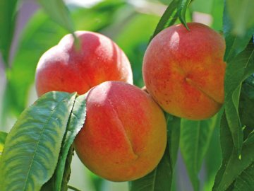 Общая информация о персике