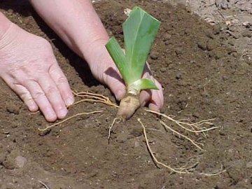 Требование к выращиванию корневых ирисов 