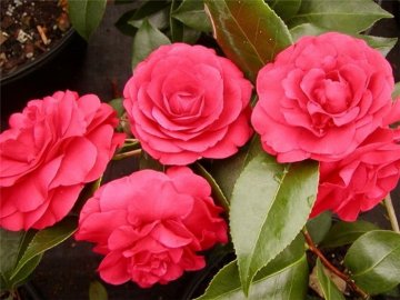 Японская роза - «Камелия»