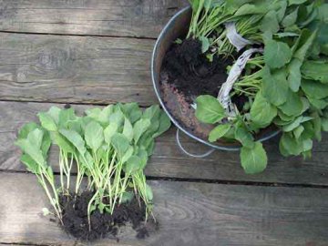 Как правильно выращивать листовую капусту?