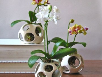 Способы выращивания орхидей
