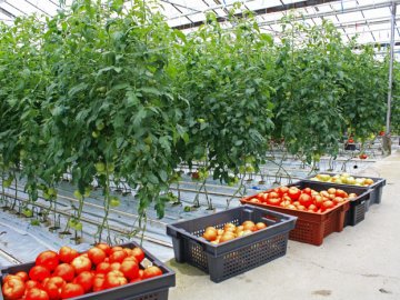 Помещение для выращивания томатов