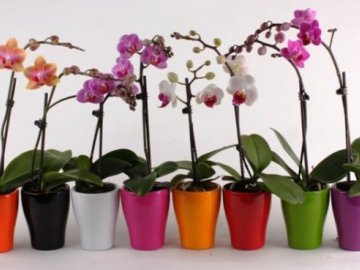 Особенности ухода за орхидеями 