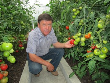 Как ухаживать за помидорами в теплице