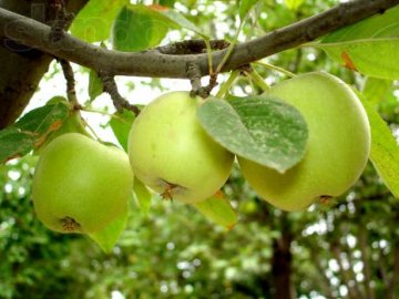 Как правильно ухаживать за яблоней 