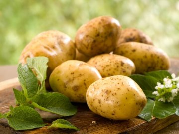 Выращивание картошки