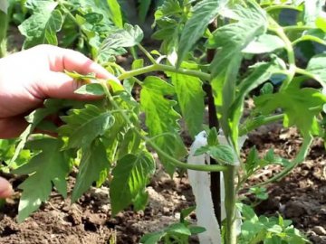 Последовательность выращивания томатов по голландской технологии