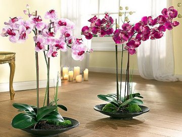 Разновидности орхидеи