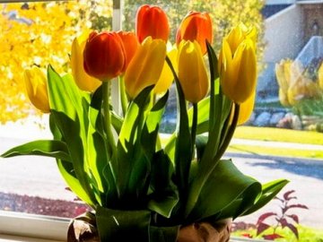 Выращивание тюльпанов и подготовка к цветению 