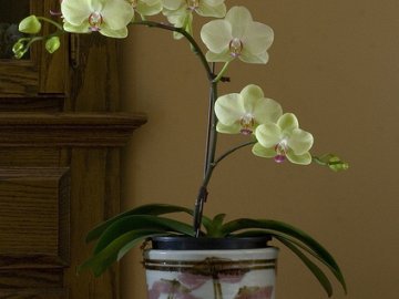 Болезни и вредители орхидеи 