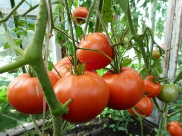 Несколько советов по выращиванию томатов в теплице 