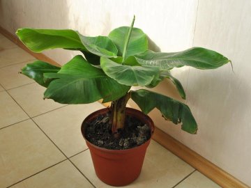Особенности выращивания банана в комнатных условиях